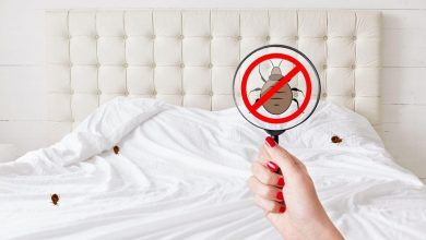 Photo of What You Should Know About Bed Bugs & How To Fight Them Off