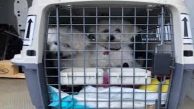 Photo of Pet Relocation & Animal Transport tips