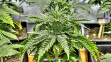 Photo of Top 10 Benefits of Cultivating Your Own Marijuana at Home