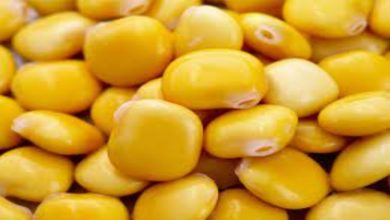 Photo of What are Lupin Beans and What Can You Do With This Superfood