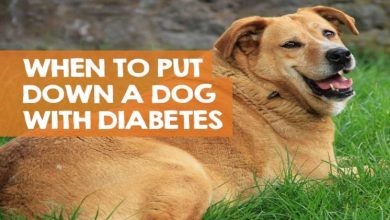 Photo of Read This! If Your Dog is Diabetic.